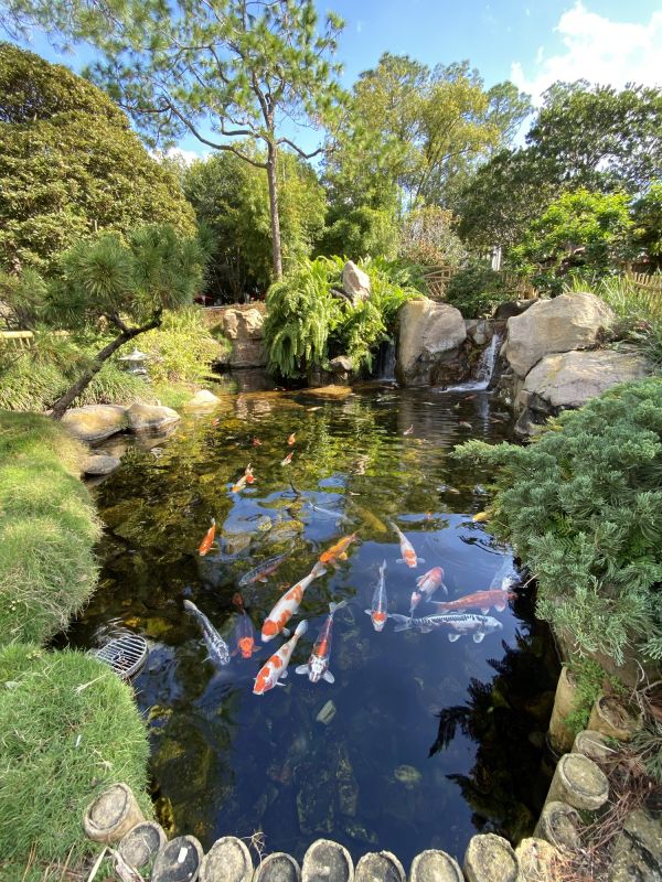 Koi Pond Construction in Ventura County, CA